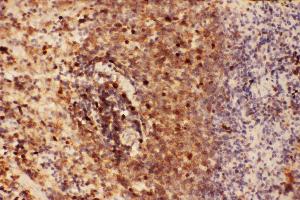 Anti-Beclin 1 Picoband antibody,  IHC(P): Rat Spleen Tissue (Beclin 1 antibody  (AA 1-354))