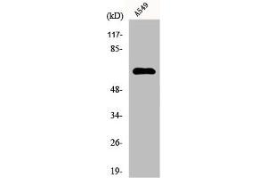 Western Blot analysis of A549 cells using FAST Polyclonal Antibody