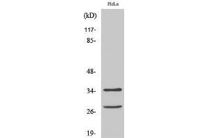 Western Blot (WB) analysis of HeLa cells using Cleaved-Caspase-6 p18 (D162) Polyclonal Antibody. (Caspase 6 p18 (Asp162), (cleaved) antibody)
