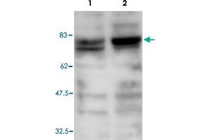 Western blot was performed on whole cell lysates from mouse fibroblastst (Lane 1, NIH/3T3) and embryonic stem cells (Lane 2, E14Tg2a) with Ash2l polyclonal antibody , diluted 1 : 1,000 in BSA/PBS-Tween. (ASH2L antibody)