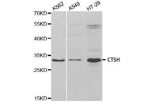 Western blot analysis of extracts of various cell lines, using CTSH antibody. (Cathepsin H antibody  (AA 23-335))
