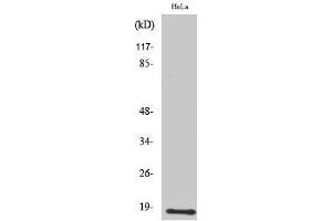 Western Blotting (WB) image for anti-Ubiquitin-Conjugating Enzyme E2D 2 (UBE2D2) (C-Term) antibody (ABIN3177851) (UBE2D2 antibody  (C-Term))
