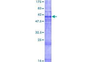 GPR45 Protein (AA 1-372) (GST tag)