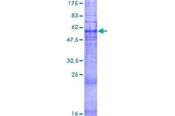 GPR45 Protein (AA 1-372) (GST tag)