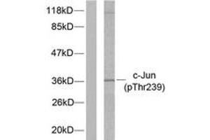 Western blot analysis of extracts from HeLa cells treated with UV, using c-Jun (Phospho-Thr239) Antibody.