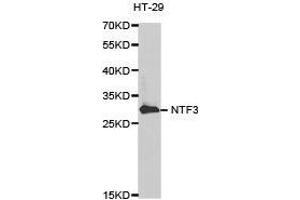 Western Blotting (WB) image for anti-Neurotrophin 3 (NTF3) antibody (ABIN1873967) (Neurotrophin 3 antibody)