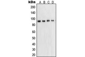 Western blot analysis of STAT5A expression in A431 (A), K562 (B), HeLa (C), NIH3T3 (D) whole cell lysates.