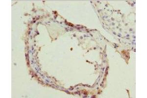 Immunohistochemistry of paraffin-embedded human testis tissue using ABIN7160268 at dilution of 1: 100 (RAE1 antibody  (AA 1-368))