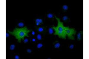 Immunofluorescence (IF) image for anti-Membrane Protein, Palmitoylated 3 (MAGUK P55 Subfamily Member 3) (MPP3) antibody (ABIN1499549)