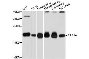 Western blot analysis of extracts of various cell lines, using RAP1A antibody (ABIN5970363) at 1/1000 dilution. (RAP1A antibody)