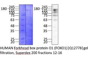 Western Blotting (WB) image for Forkhead Box O1 (FOXO1) (AA 1-655) protein (Strep Tag) (ABIN3092659)