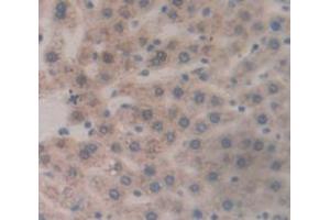 Figure. (PRTN3 antibody  (AA 18-246))