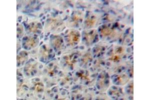 #VALUE! (SIRT5 antibody  (AA 37-310))