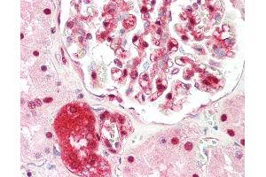 Anti-ZBTB40 antibody IHC staining of human kidney. (ZBTB40 antibody  (N-Term))
