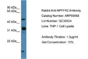 WB Suggested Anti-NPFFR2  Antibody Titration: 0. (NPFFR2 antibody  (C-Term))
