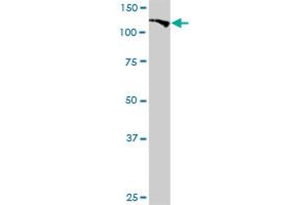 BUB1 antibody  (AA 1-1085)