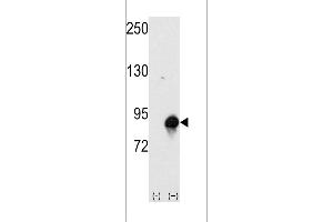 Western blot analysis of CUL4a using rabbit polyclonal CUL4a Antibody (Human N-term). (Cullin 4A antibody  (N-Term))