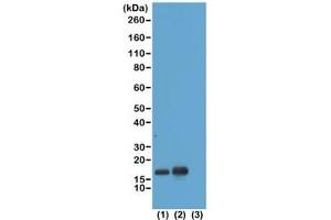 Western blot test of acid extracts of HeLa cells non-treated (1) or treated with sodium butyrate (2) and recombinant Histone H3. (Recombinant Histone 3 antibody  (acLys23))