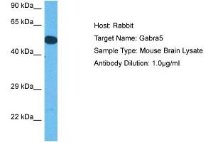Host: Rabbit Target Name: GABRA5 Sample Tissue: Mouse Brain Antibody Dilution: 1ug/ml