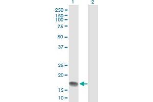 Western Blot analysis of HMGA1 expression in transfected 293T cell line by HMGA1 MaxPab polyclonal antibody. (HMGA1 antibody  (AA 1-96))