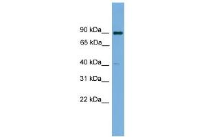 WB Suggested Anti-KCTD16 Antibody Titration: 0. (KCTD16 antibody  (N-Term))