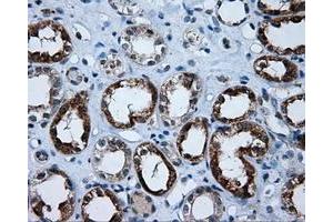 Immunohistochemical staining of paraffin-embedded Kidney tissue using anti-APP mouse monoclonal antibody. (APP antibody)