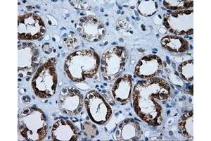 Immunohistochemical staining of paraffin-embedded Kidney tissue using anti-APP mouse monoclonal antibody.