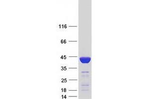 Validation with Western Blot (FBP1 Protein (Transcript Variant 2) (Myc-DYKDDDDK Tag))