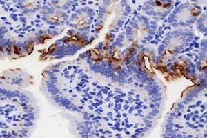 Immunohistochemistry analysis of paraffin-embedded mouse small intestine with LPS treated for 24h using FGF10 (ABIN7073940) at dilution of 1: 8000 (FGF10 antibody)