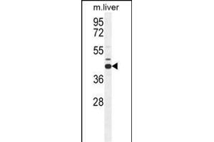AHCY Antibody (N-term) (ABIN655151 and ABIN2844771) western blot analysis in mouse liver tissue lysates (35 μg/lane). (AHCY antibody  (N-Term))