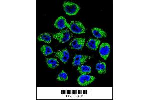 Confocal immunofluorescent analysis of COPE Antibody with A375 cell followed by Alexa Fluor 488-conjugated goat anti-rabbit lgG (green). (COPE antibody  (C-Term))
