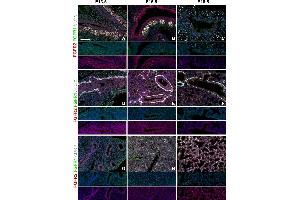Immunostaining (ISt) image for anti-Perilipin 2 (PLIN2) (AA 1-29), (N-Term) antibody (ABIN285650)