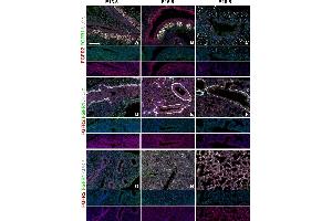 Immunostaining for ADR (ABIN285650) see (D–I): Immunostaining on E13. (ADRP antibody  (N-Term))