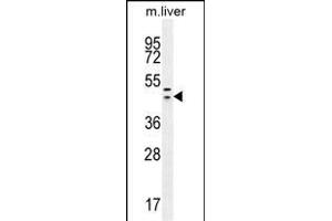 HEXIM1 antibody (Center) (ABIN655589 and ABIN2845076) western blot analysis in mouse liver tissue lysates (35 μg/lane). (HEXIM1 antibody  (AA 194-222))