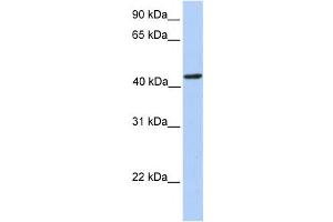Western Blotting (WB) image for anti-phosphoribosylaminoimidazole Carboxylase, phosphoribosylaminoimidazole Succinocarboxamide Synthetase (PAICS) antibody (ABIN2458982) (PAICS antibody)