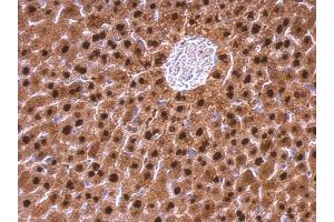 IHC-P Image Adenosine kinase antibody detects Adenosine kinase protein at nucleus on mouse liver by immunohistochemical analysis. (ADK antibody)