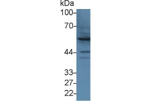 Western Blot; Sample: Human Hela cell lysate; Primary Ab: 3µg/ml Rabbit Anti-Bovine BMP2 Antibody Second Ab: 0.