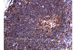 Image no. 1 for anti-Pogo Transposable Element with KRAB Domain (POGK) antibody (ABIN1500329) (POGK antibody)