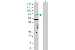 Western Blot analysis of KPNA5 expression in transfected 293T cell line by KPNA5 MaxPab polyclonal antibody. (KPNA5 antibody  (AA 1-539))