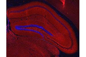 Indirect immunostaining of PFA fixed mouse hippocampus section (dilution 1 : 200; red). (SV2A antibody  (AA 2-17))