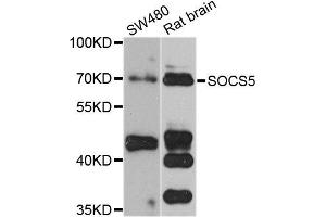 Western blot analysis of extracts of SW480 and rat brain cell lines, using SOCS5 antibody.