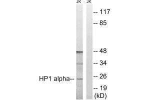 Western Blotting (WB) image for anti-Chromobox Homolog 5 (CBX5) (Ser92) antibody (ABIN1848305) (CBX5 antibody  (Ser92))