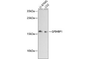 GPIHBP1 antibody  (AA 50-151)