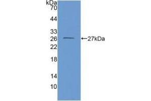 Western blot analysis of recombinant Mouse GDH. (GLUD1 antibody  (AA 65-273))
