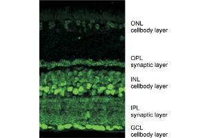 Indirect immunostaining of mouse retina labeling ribeye (synaptic layers) and CtBP 2 (cellbodies) dilution: 1 : 10000 (Ribeye (AA 974-988) antibody)