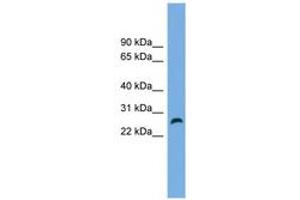 Image no. 1 for anti-Family with Sequence Similarity 3, Member D (FAM3D) (AA 143-192) antibody (ABIN6744991) (FAM3D antibody  (AA 143-192))