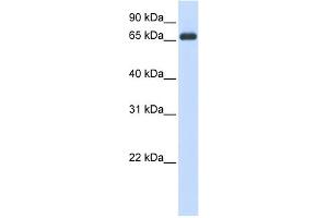 WB Suggested Anti-HSPA8 Antibody Titration:  0. (Hsc70 antibody  (N-Term))