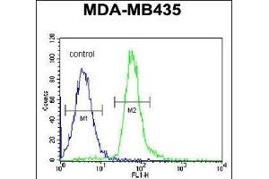 RRAGD Antibody (Center) (ABIN651150 and ABIN2840101) flow cytometric analysis of MDA-M cells (right histogram) compared to a negative control cell (left histogram).
