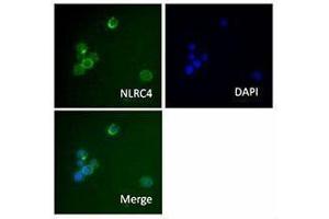 Immunofluorescence (IF) image for anti-NLR Family, CARD Domain Containing 4 (NLRC4) antibody (ABIN2665296) (NLRC4 antibody)