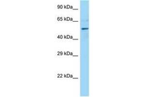 Image no. 1 for anti-Dynactin 4 (DCTN4) (AA 376-425) antibody (ABIN6748289) (Dynactin 4 antibody  (AA 376-425))
